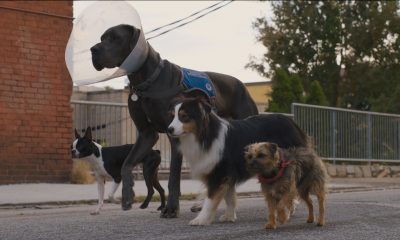 Review Film Strays; Homeward Bound Versi 17+