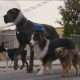 Review Film Strays; Homeward Bound Versi 17+