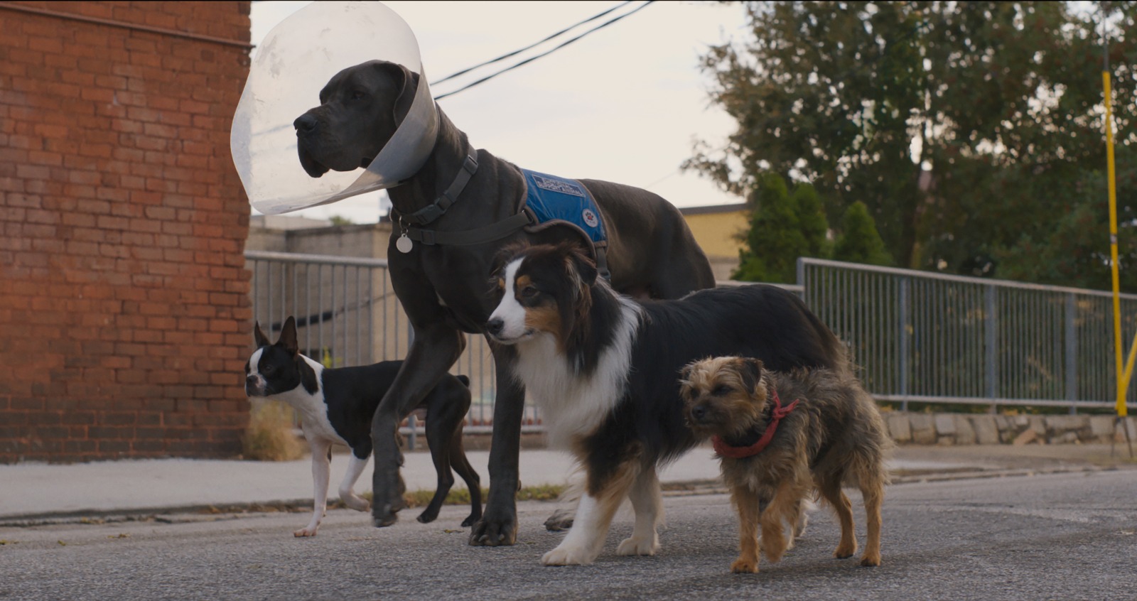 Review Film Strays; Homeward Bound Versi 17+