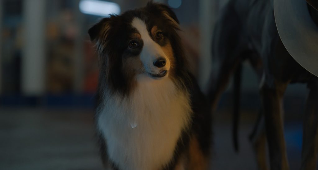 Review Film Strays; Homeward Bound Versi 17+