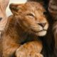 Review Mufasa: The Lion King, Awal Mula Raja Singa