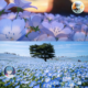 Lautan Biru Nemophila Di Jepang: Surga Nyata Yang Mengingatkan Pada Frieren