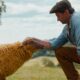 Review Film The Sheep Detectives, Ketika Domba Menjadi Detektif.