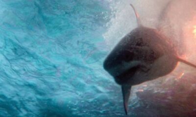 Review Film Deep Water: Terdampar Bersama Hiu