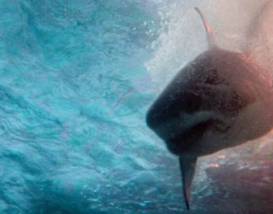Review Film Deep Water: Terdampar Bersama Hiu